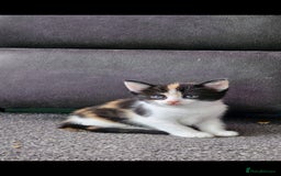 Mixed Breed cats for sale: Kitten for sale  - Image 9