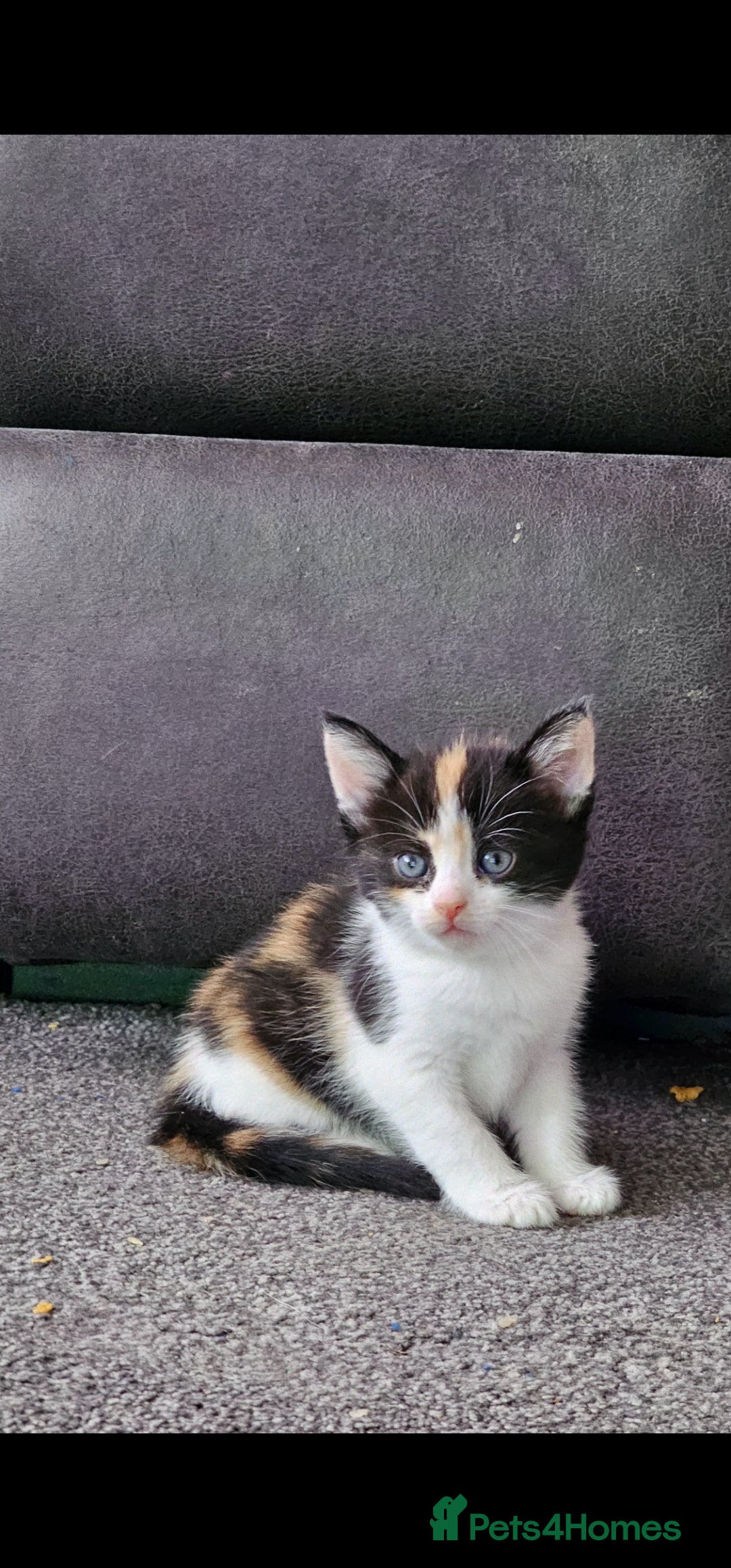 Mixed Breed cats for sale: Kitten for sale  - Image 9