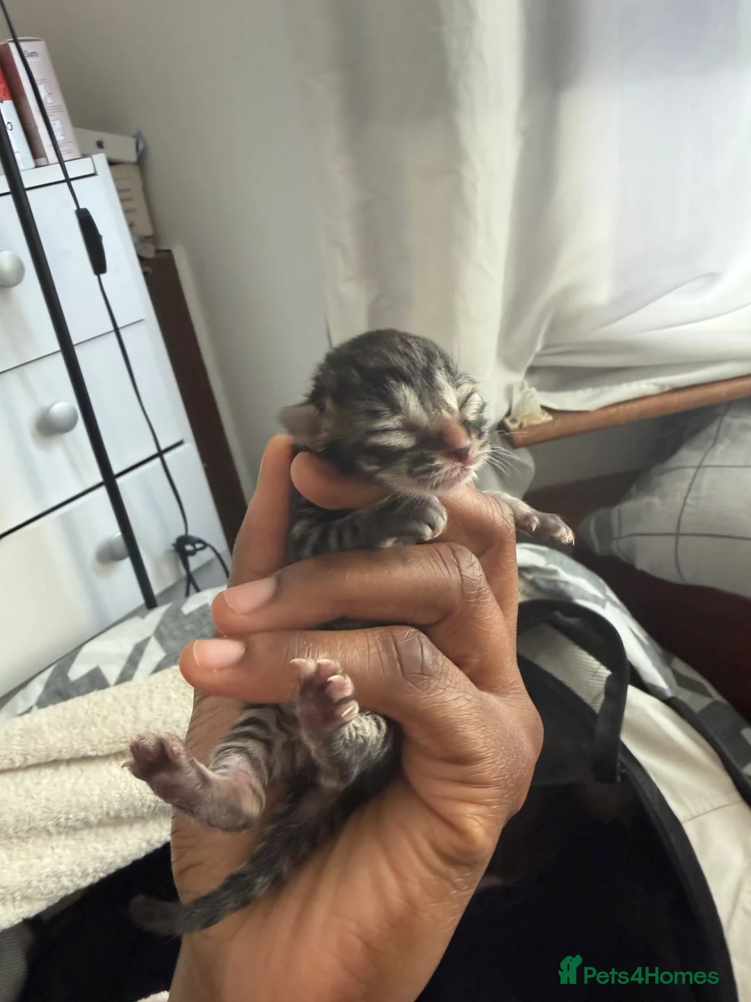 Mixed Breed cats for sale: 3 beautiful kittens left in Harrow - Advert 2