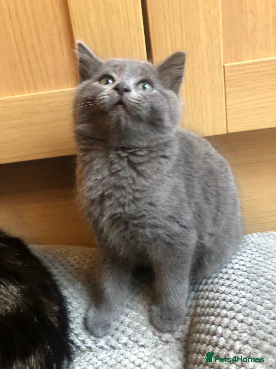 British Shorthair cats for sale: Two Beautiful British Shorthair Boys - Image 14