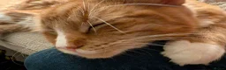 British Longhair cats for sale: British Longhair X Maine Coon Kittens - Advert 6