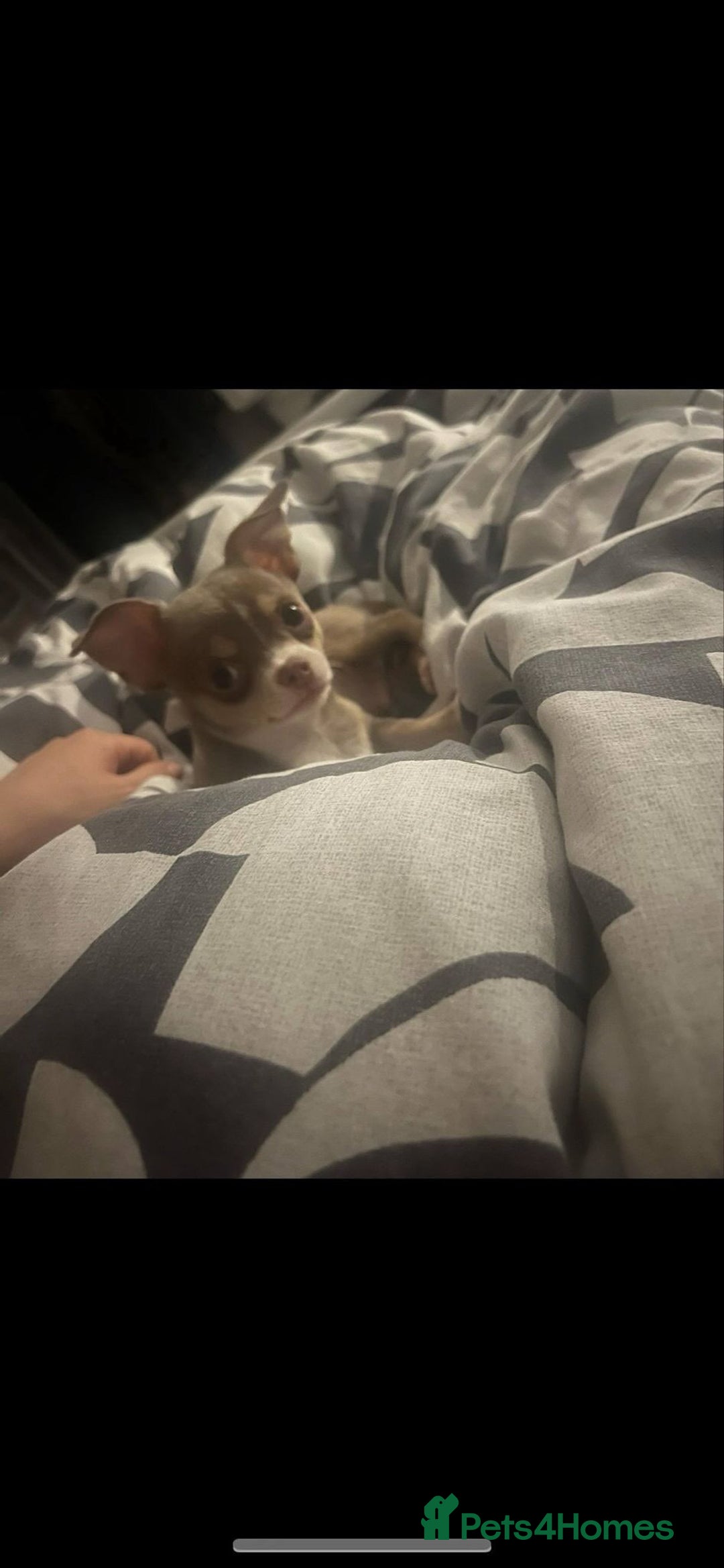 Chihuahua dogs for sale: Cheetos  - Advert 5