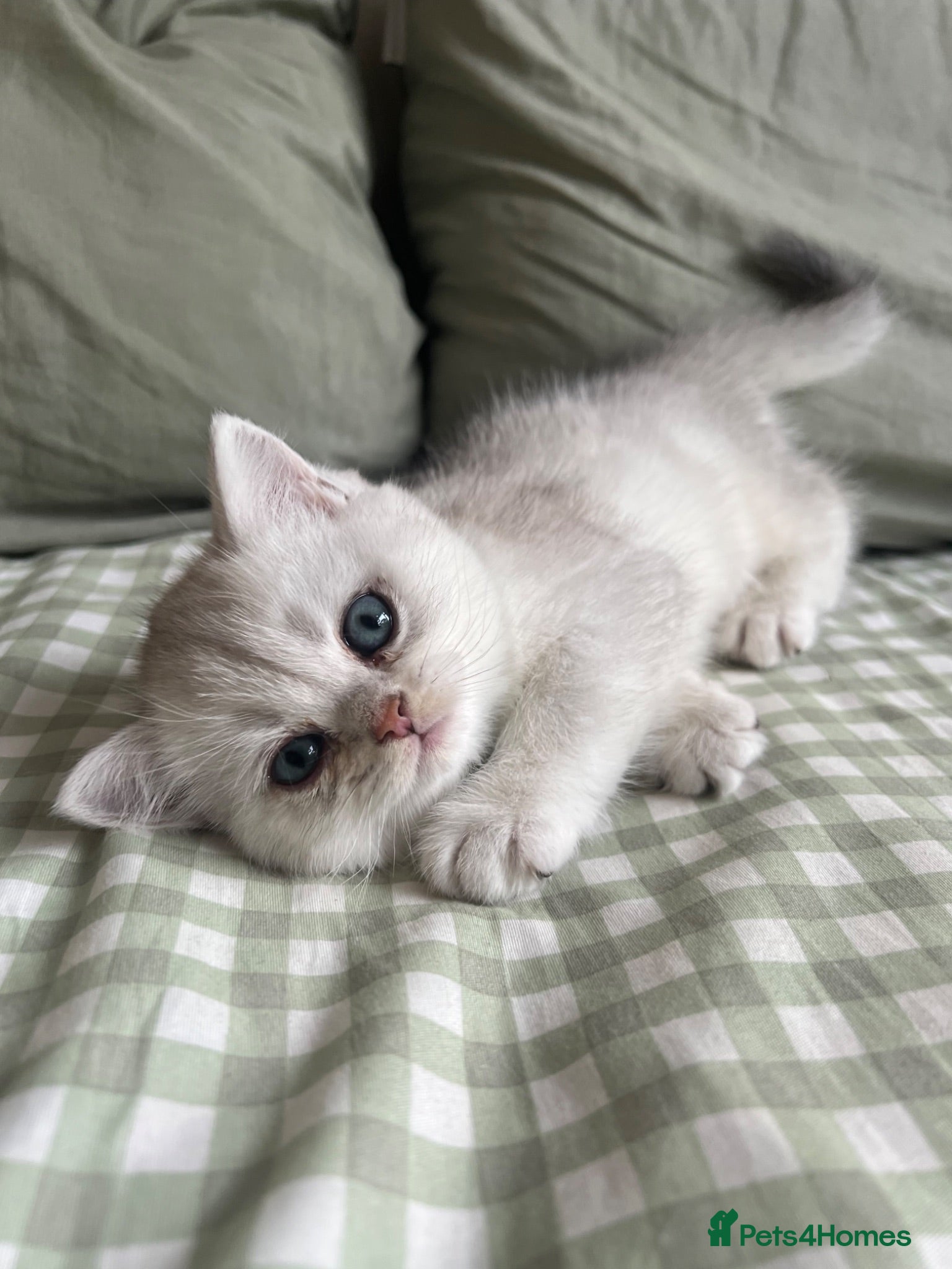 British Shorthair cats Silver Shaded British Shorthair boys  - Advert 2