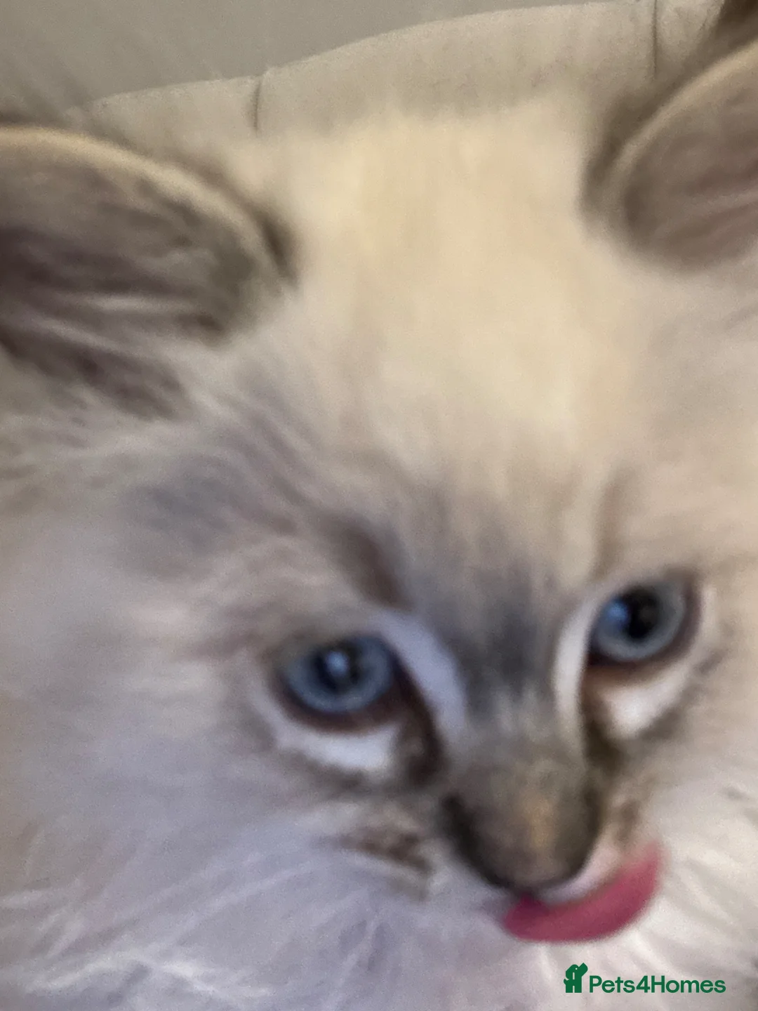 Ragdoll cats for sale: Rehome Pure Ragdoll Lynx Male  in Waltham Cross - Advert 2