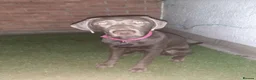 Labrador Retriever dogs for sale: Re homing dog  - Advert 6
