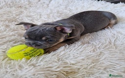 French Bulldog dogs for sale: Rosie litter  - Image 5