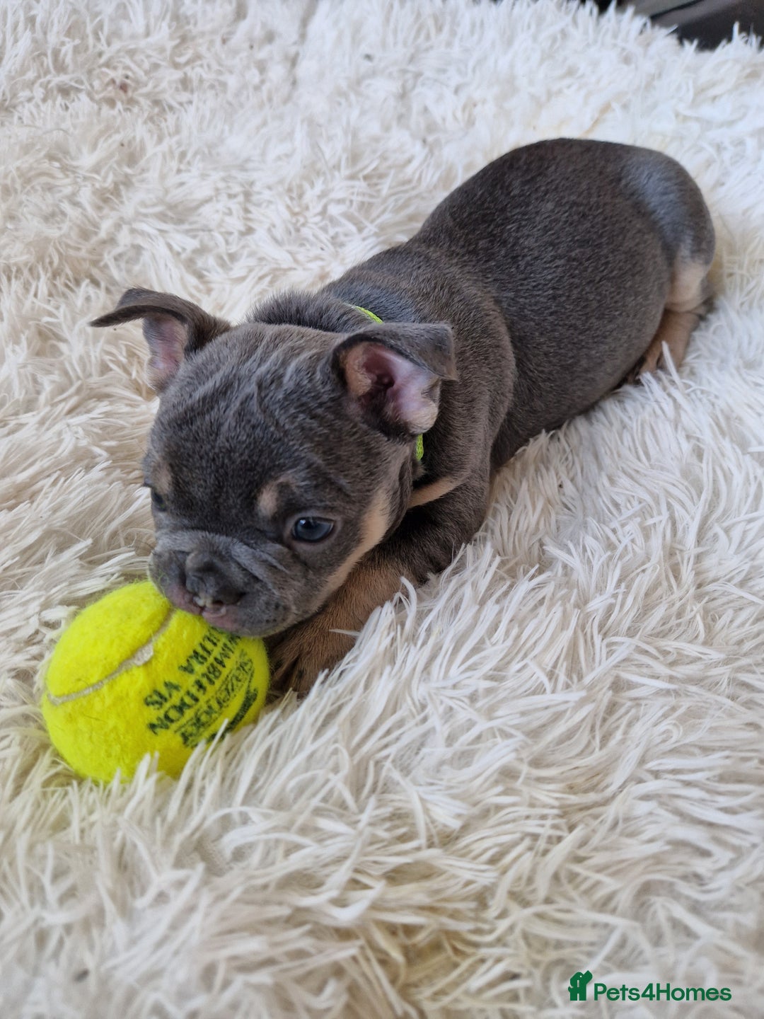 French Bulldog dogs for sale: Rosie litter  - Image 5