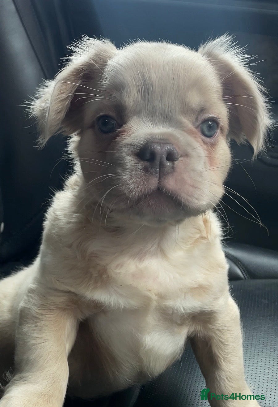 French Bulldog dogs for sale: 🔥 Male Platinum Fluffy Frenchies -Carrying PINK  - Advert 8