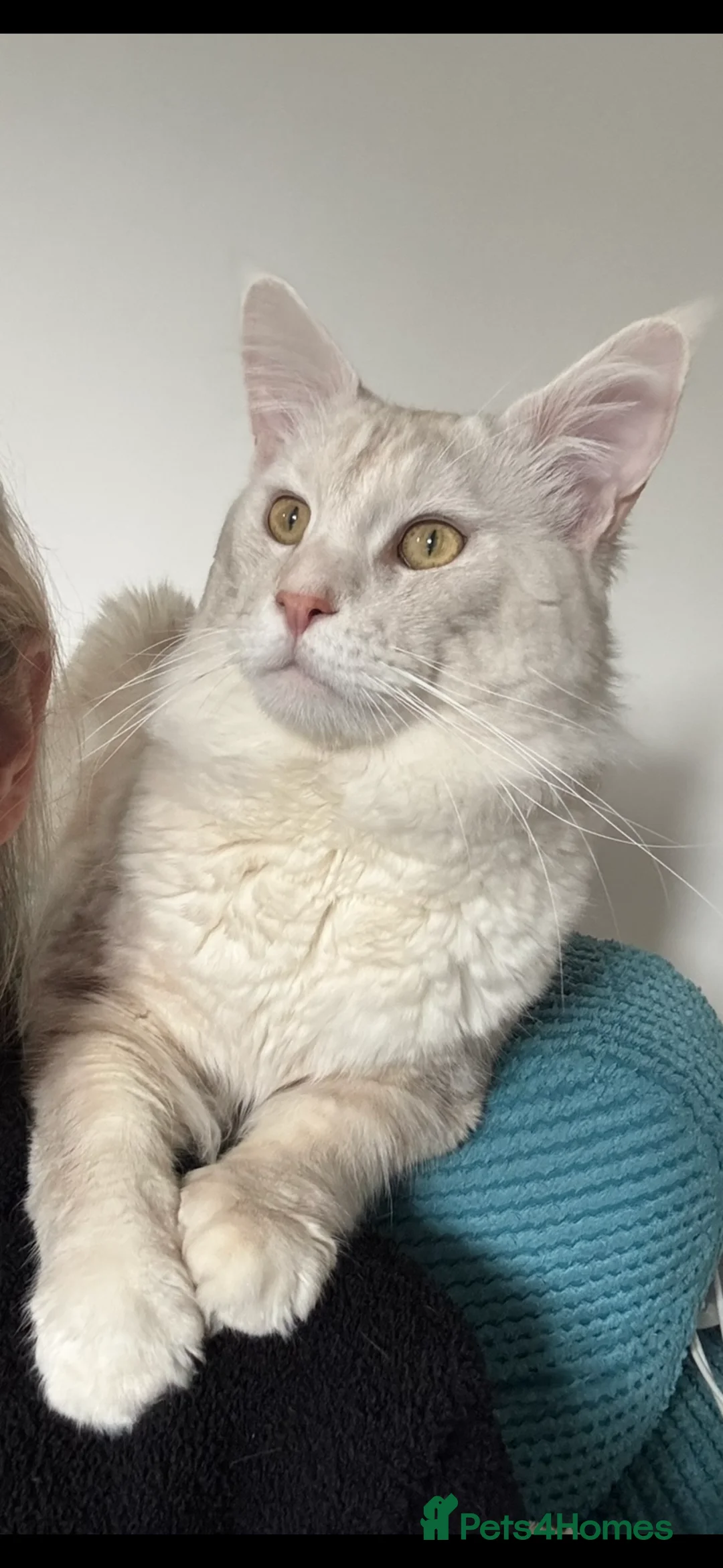 Maine Coon cats for sale: Maine Coon cream male in Peterborough - Advert 1