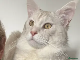 Maine Coon cats Maine Coon cream male in Peterborough - Advert 15