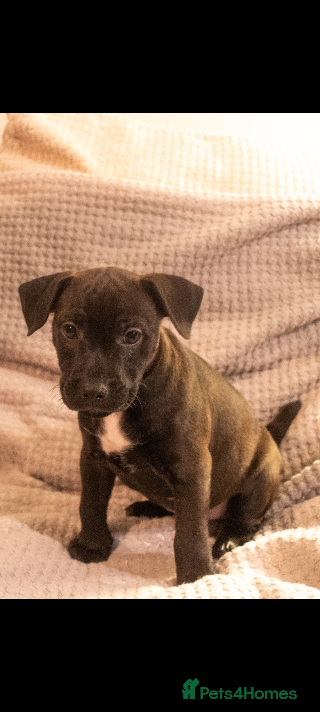 Patterdale Terrier dogs for sale: Patterdale Pups For Sale - Advert 15