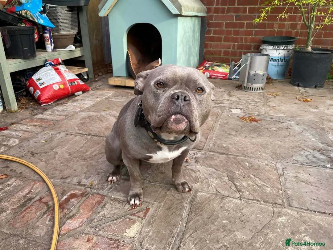 American Bully dogs for sale: Stunning Blue Bully UKBKC  in Immingham - Advert 5