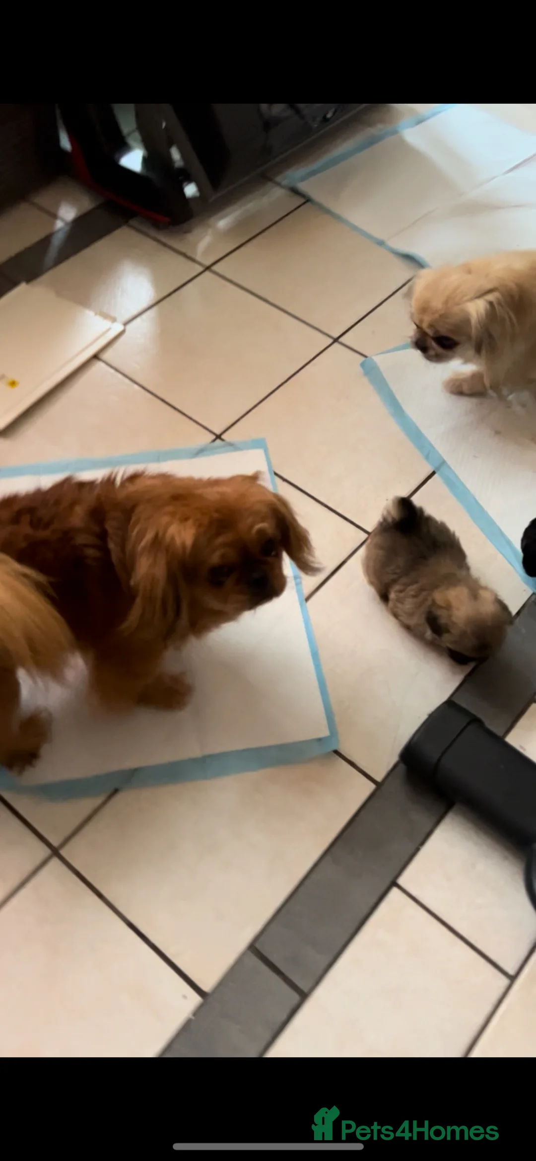 Pekingese dogs for sale: Little boy looking for a loving home. - Advert 10