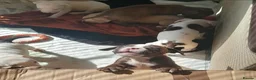 Mixed Breed dogs for sale: Staffy x presa x corso puppies  - Advert 5
