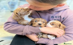 Cocker Spaniel dogs for sale: KC Cocker spaniel pups  - Image 1