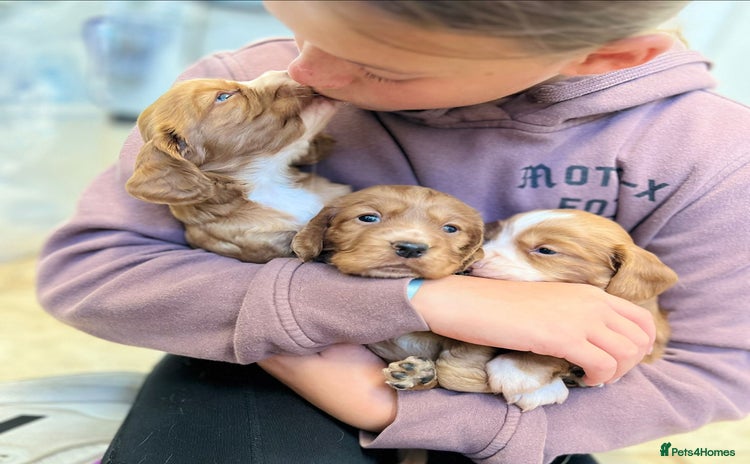 Cocker Spaniel dogs - Advert 10