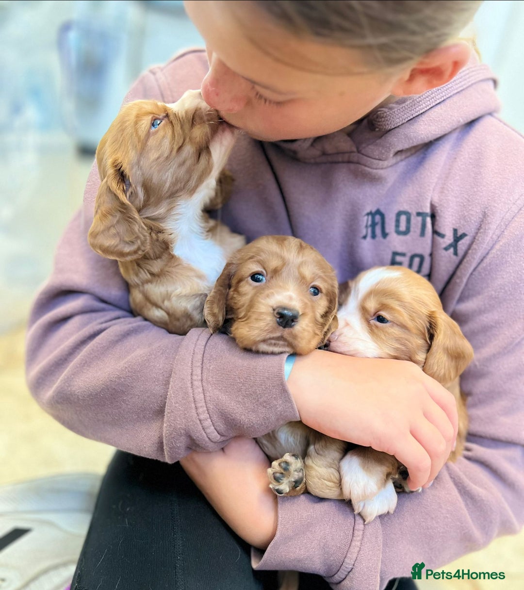 Cocker Spaniel dogs for sale: KC Cocker spaniel pups  - Image 1
