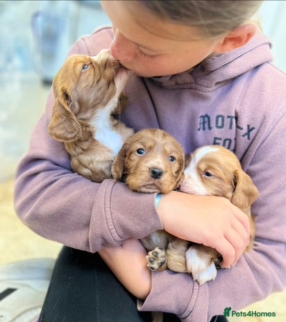 Cocker Spaniel dogs - Advert 2