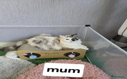 Ragdoll cats for sale: Pure ragdoll kittens for sale - Image 10