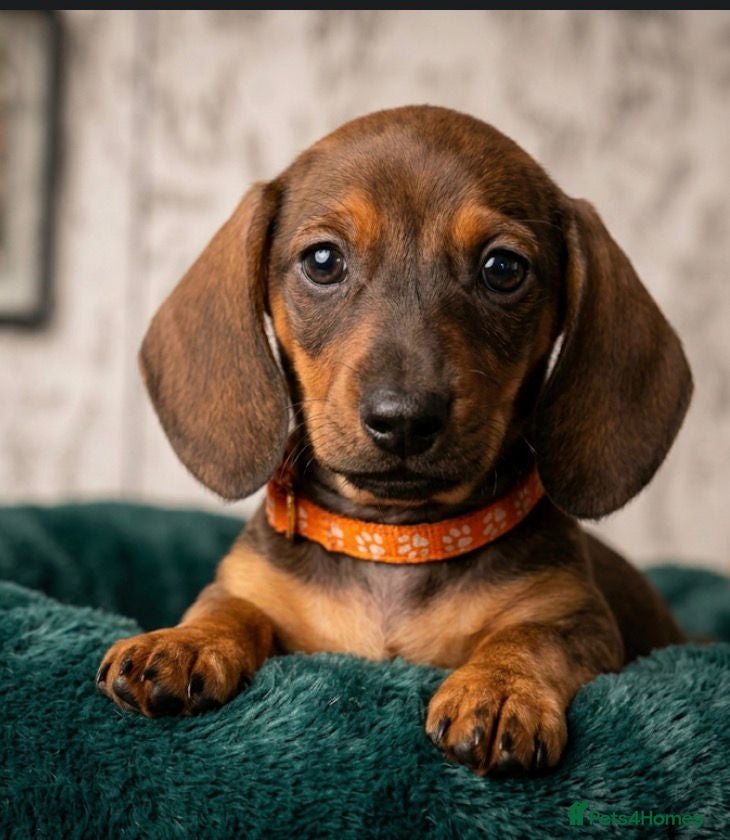 Dachshund dogs 3 adorable red standard dachshund girls available  - Advert 1