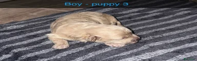 Poochon 3