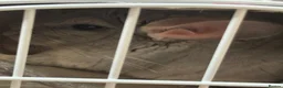 Chinchilla rodents for sale: 2 female chinchillas blue diamond beige with cage  - Advert 8