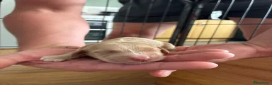 Cockapoo 3