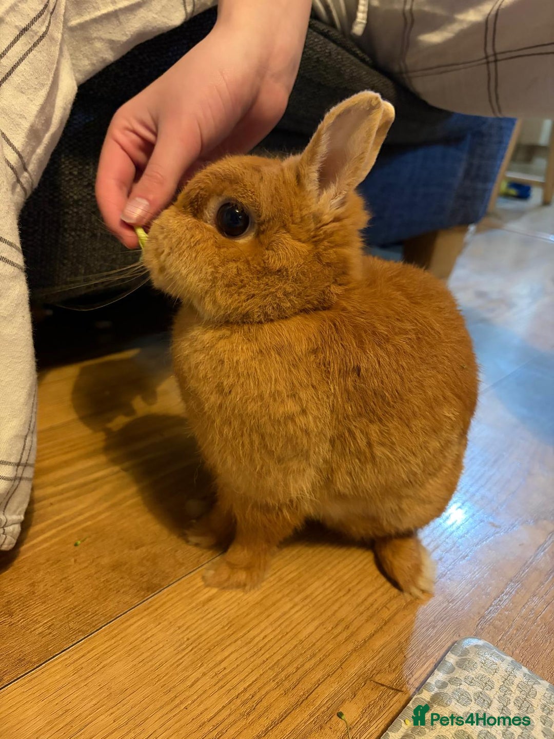 Netherland Dwarf rabbits for sale: Netherland dwarf rabbit  - Advert 1