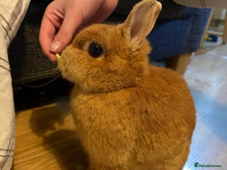 Netherland Dwarf rabbits Netherland dwarf rabbit - Advert 11