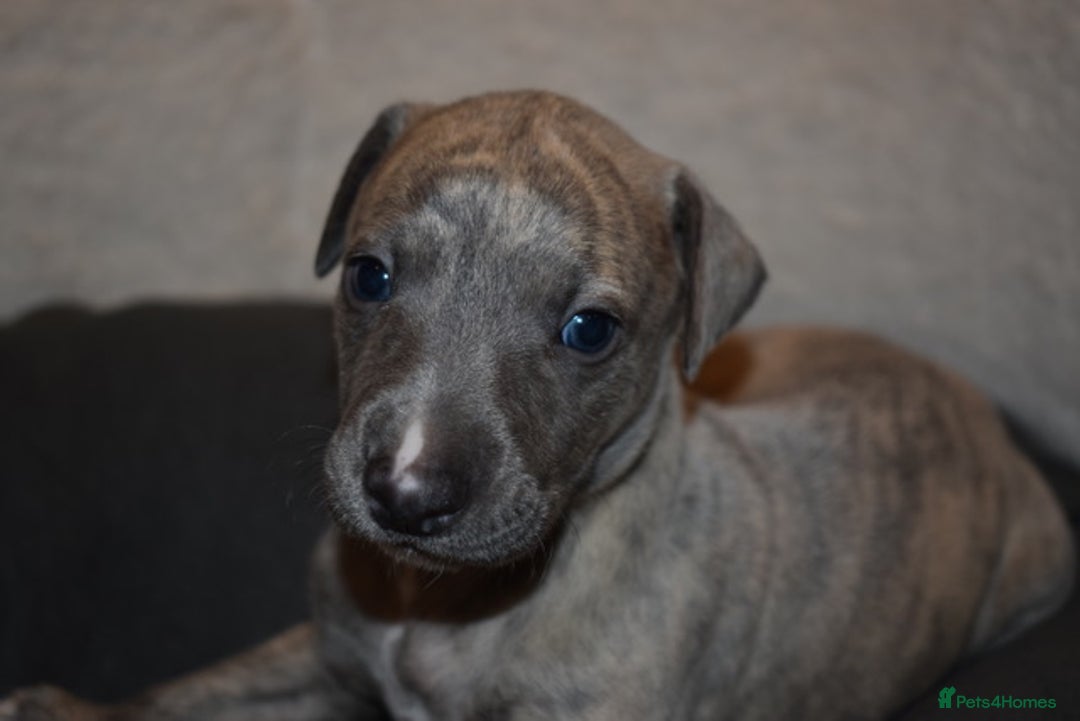 Whippet dogs for sale: Beautiful Pedigree Whippet Puppies - Advert 2