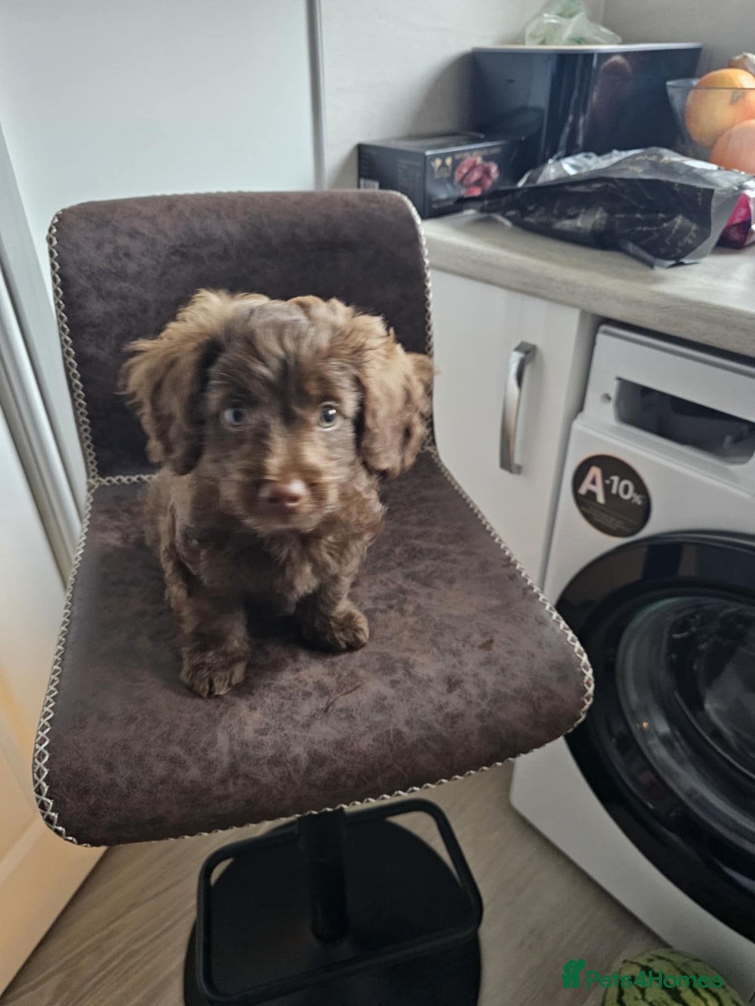 Cockapoo dogs for sale: Brownie cockapoo - Image 5