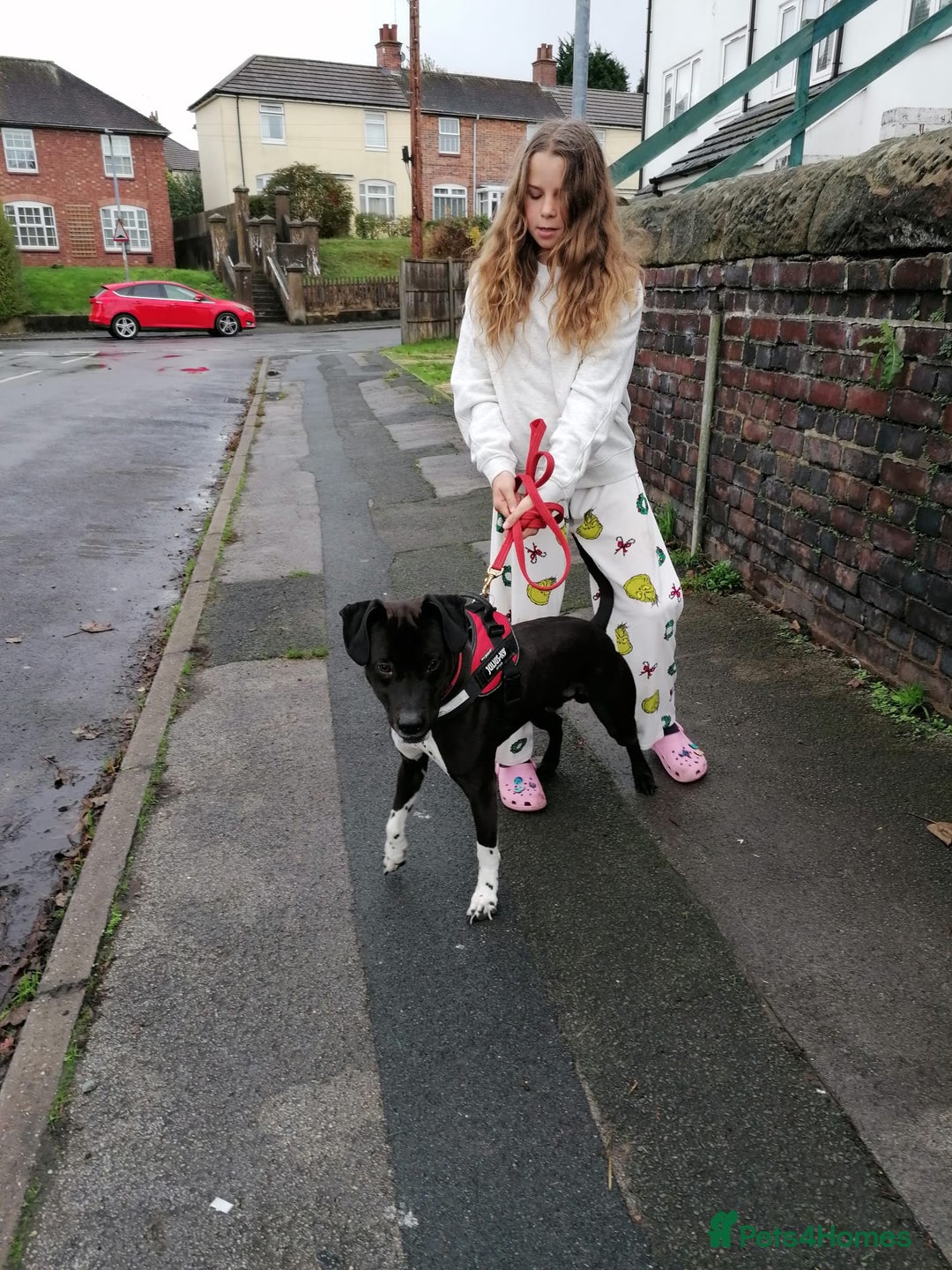 Mixed Breed dogs for adoption: 💙STEVIE-HANDSOME DALMATIAN CROSS BOY 💙 - Advert 11