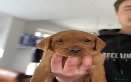 Labrador Retriever dogs for sale: 8 Fox Red/Black Working Labradors - Image 6