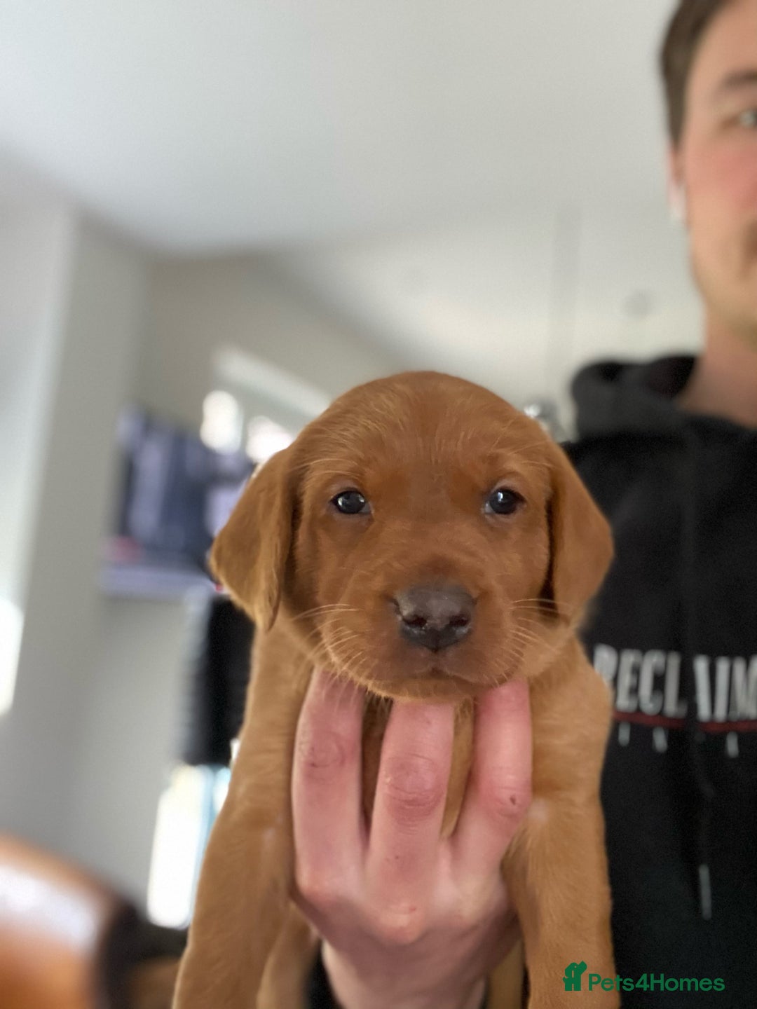 Labrador Retriever dogs for sale: 8 Fox Red/Black Working Labradors - Image 6