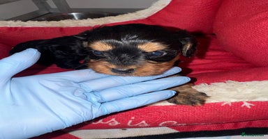 Cavapoo dogs   ✨ Adorable Miniature Cavapoo Puppies ✨ - Advert 10