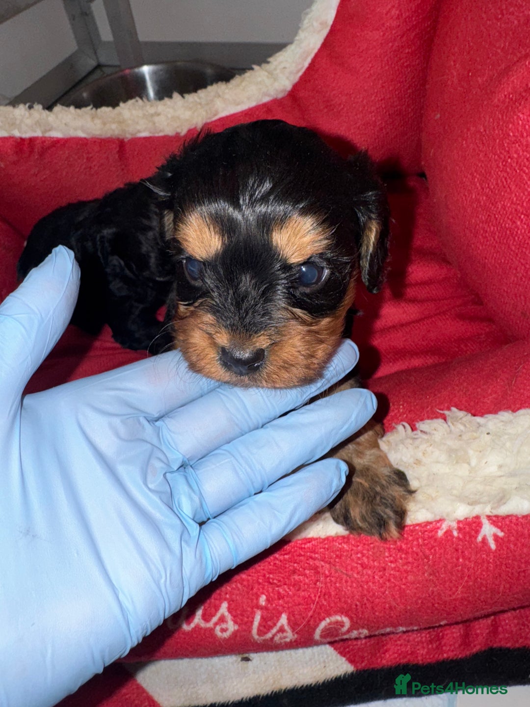 Cavapoo dogs for sale:   ✨ Adorable Miniature Cavapoo Puppies ✨ - Advert 12