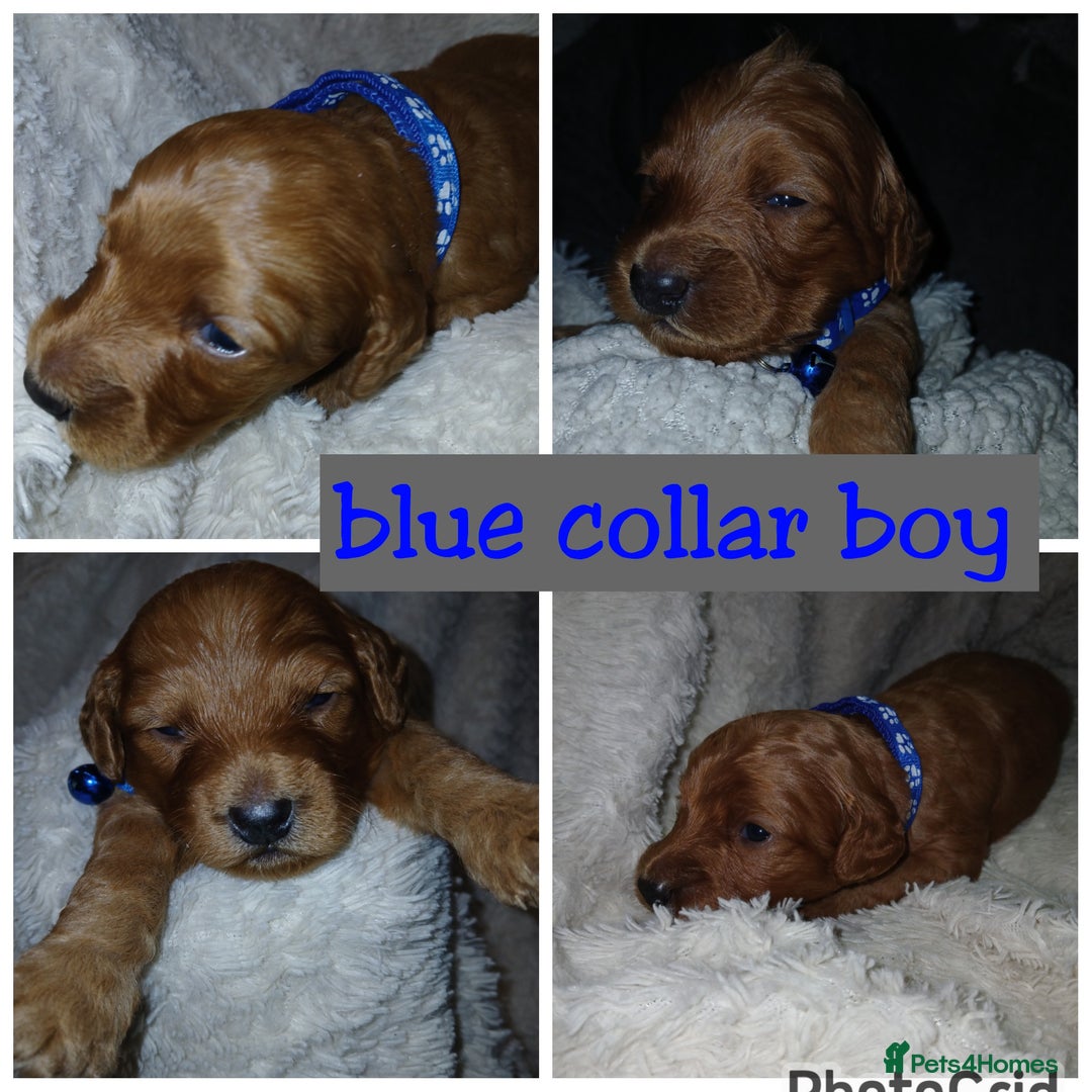 Cockapoo dogs for sale: Gorgeous F1b cockapoo puppies  - Advert 24