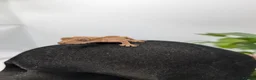 Gecko reptiles for sale: Mixed Morph Crested Gecko - Advert 8