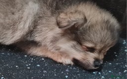 Mixed Breed dogs for sale: Ready now Pomeranian cross. ( Lapponian ) - Image 24