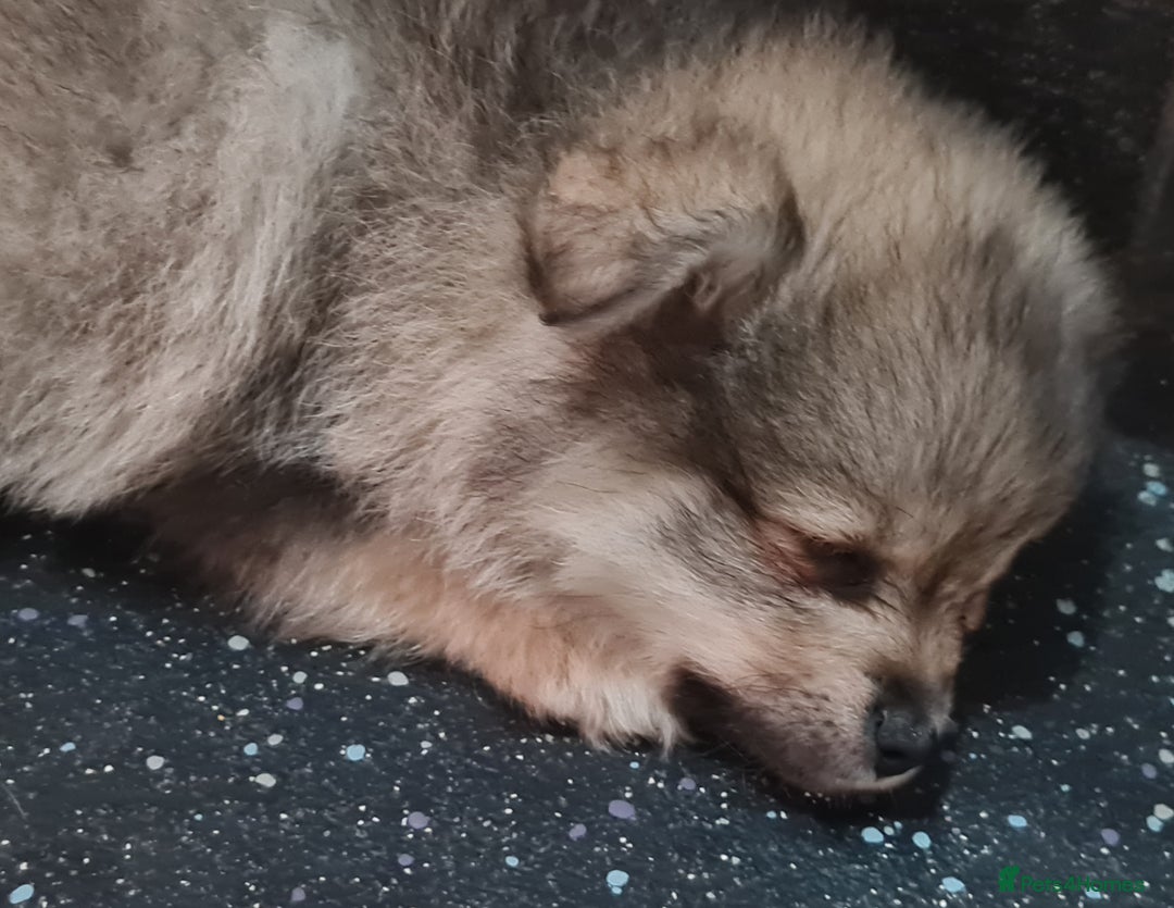 Mixed Breed dogs for sale: Ready now Pomeranian cross. ( Lapponian ) - Image 24