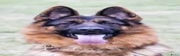German Shepherd dogs for sale: Top quality german shepherd puppies - Advert 4