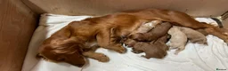 Cockapoo dogs for sale: *Health tested F1 Cockapoo Puppies* - Advert 3