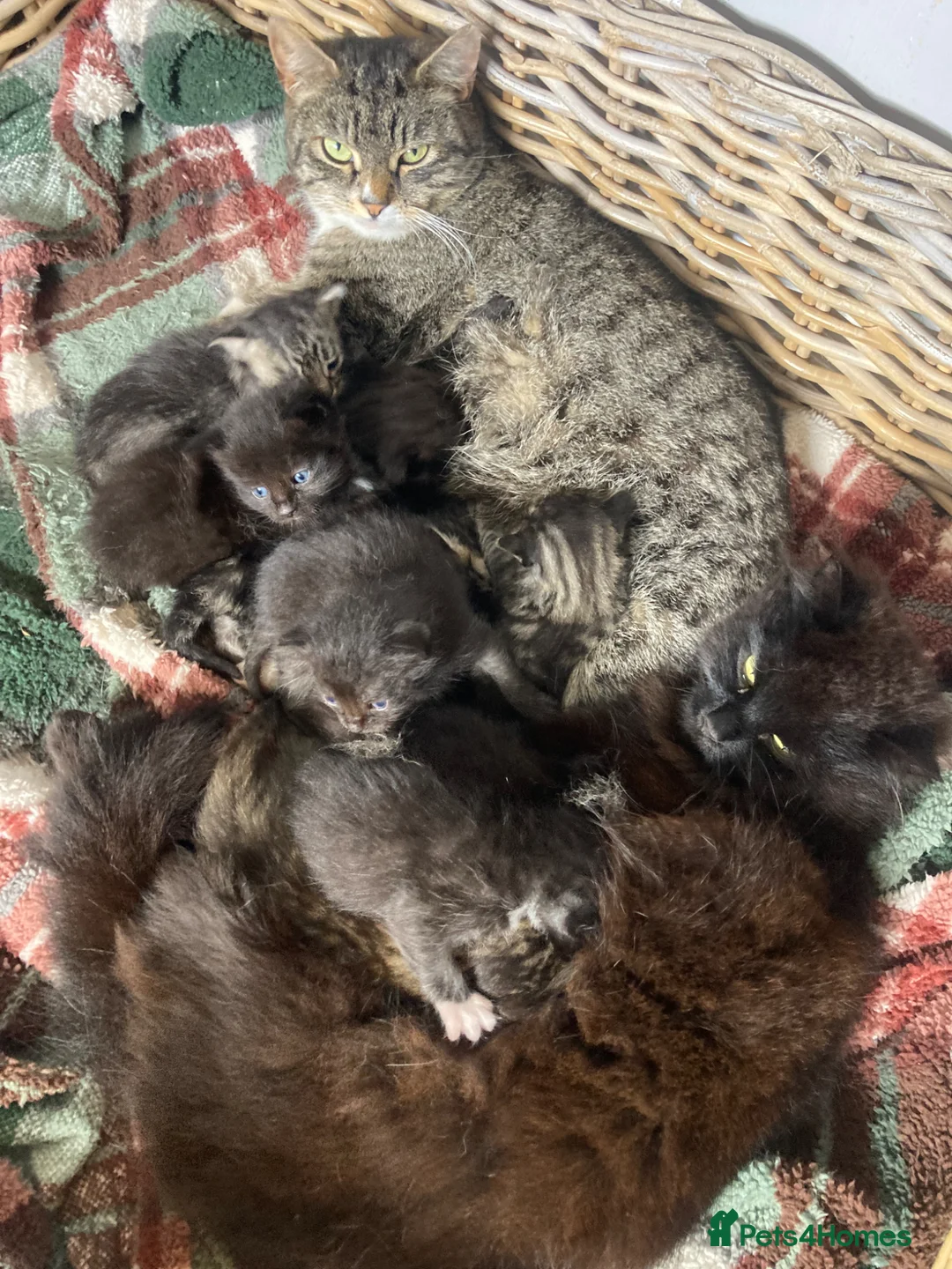 Mixed Breed cats for sale: Beautiful family friendly kittens - Advert 2