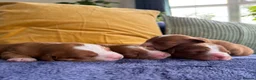 Nova Scotia Duck Tolling Retriever dogs for sale: Beautiful Toller puppies from champion bloodlines - Advert 14