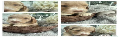 Cockapoo 3