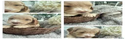 Cockapoo dogs for sale: 🩷1 gorgeous little girl🩷ready to leave now🩷 - Advert 13