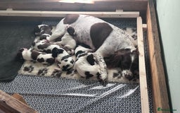English Springer Spaniel dogs for sale: English working Springer Spaniel puppies for sale  - Image 27