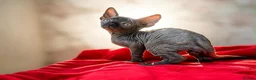 Sphynx cats for sale: Canadian sphynx kittens  - Advert 39