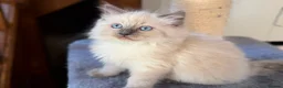 Ragdoll cats for sale: 🐾 Ragdoll Kittens 🐾 - Advert 11