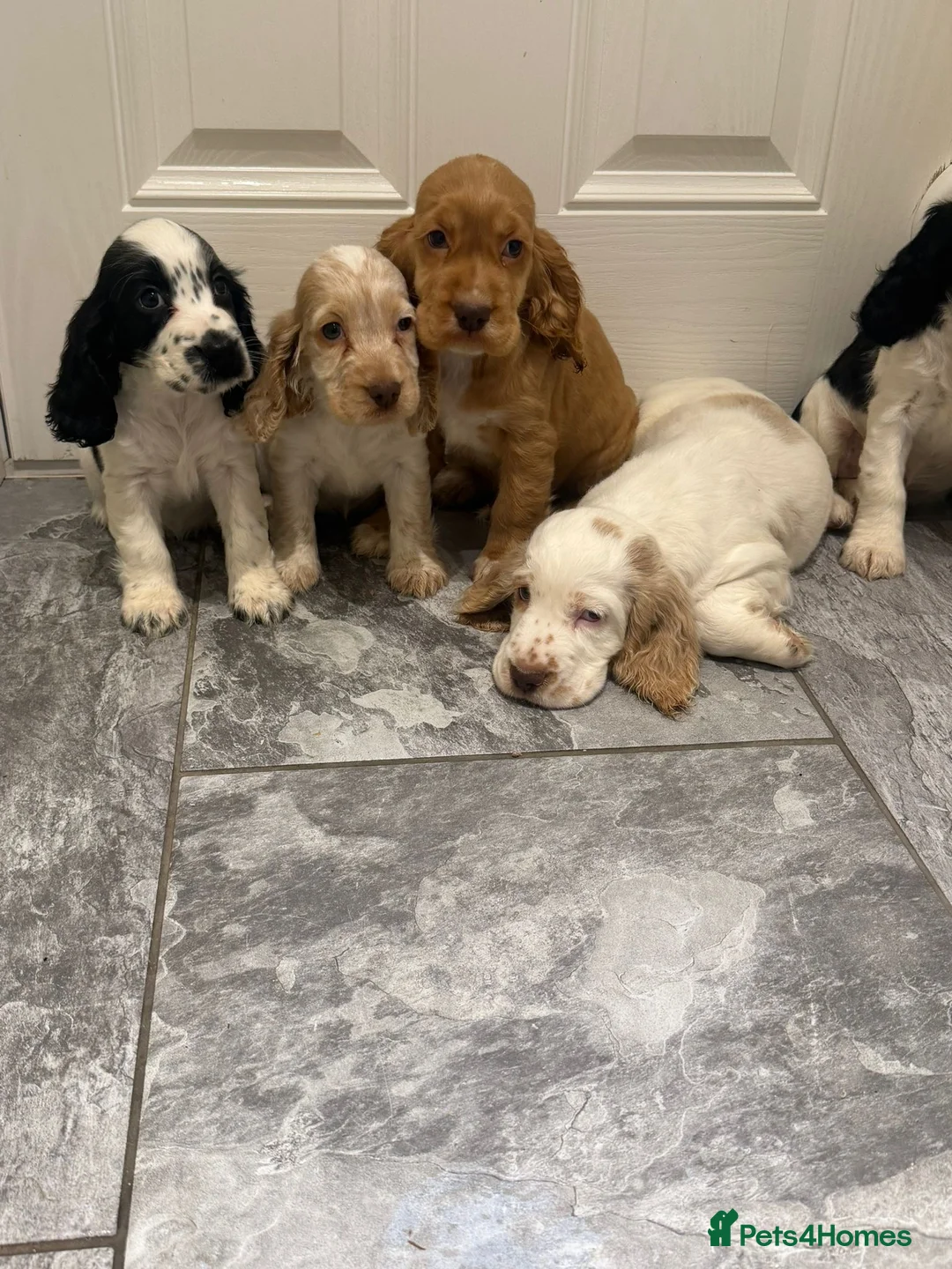 Cocker Spaniel dogs for sale: OUTSTANDING ADORABLE SHOW TYPE COCKER SPANIEL  - Advert 19